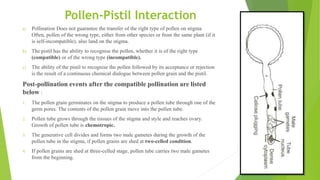 Pollen-Pistil Interaction
a) Pollination Does not guarantee the transfer of the right type of pollen on stigma.
Often, pollen of the wrong type, either from other species or from the same plant (if it
is self-incompatible), also land on the stigma.
b) The pistil has the ability to recognise the pollen, whether it is of the right type
(compatible) or of the wrong type (incompatible).
c) The ability of the pistil to recognise the pollen followed by its acceptance or rejection
is the result of a continuous chemical dialogue between pollen grain and the pistil.
Post-pollination events after the compatible pollination are listed
below :
1. The pollen grain germinates on the stigma to produce a pollen tube through one of the
germ pores. The contents of the pollen grain move into the pollen tube.
2. Pollen tube grows through the tissues of the stigma and style and reaches ovary.
Growth of pollen tube is chemotropic.
3. The generative cell divides and forms two male gametes during the growth of the
pollen tube in the stigma, if pollen grains are shed at two-celled condition.
4. If pollen grains are shed at three-celled stage, pollen tube carries two male gametes
from the beginning.
 