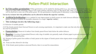  In-Vitro pollen germination: Pollen germination can be studied by dusting pollen (e.g., pea, Chick pea, Crotalaria, balsam,
Vinca) on a glass slide containing a drop of 10% sugar solution with boric acid, Ca, Mg and K salts. After 15-30 minutes, pollen tubes
will be observed to come out of the pollen grains. So, this germination of pollen grain in laboratory is called Hanging drop method.
Let us try to know how the pollination can be altered to obtain the superior varieties.
 Artificial hybridisation: It is a method of crop improvement in which crosses are made between different varieties, species and
genera, in order to combine the desirable characters in a single ‘superior variety’.
 This technique involve the following steps :
(1) Selection of suitable parents.
(2) If the female parents bears bisexual flowers in such crossing experiments, it is important to make sure that only the desired pollen grains
are used for pollination.
a) Emasculation: Removal of anthers from female parent flower buds before the anther dehisces.
b) Bagging: Covering of emasculated flowers with a bag of suitable size generally made of butter paper to prevent contamination of
stigma with unwanted pollen.
(4) Dusting of pollen grains from anthers of male parent on the stigma of female parent when stigma attains receptivity and then it is
rebagged .
(4) Fruits are then allowed to develop.
(5) If the female parent produces unisexual flowers, there is no need for emasculation.
Pollen-Pistil Interaction
 