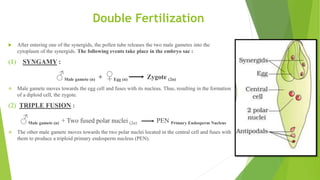 Double Fertilization
 After entering one of the synergids, the pollen tube releases the two male gametes into the
cytoplasm of the synergids. The following events take place in the embryo sac :
(1) SYNGAMY :
♂Male gamete (n) + ♀Egg (n) Zygote (2n)
 Male gamete moves towards the egg cell and fuses with its nucleus. Thus, resulting in the formation
of a diploid cell, the zygote.
(2) TRIPLE FUSION :
♂Male gamete (n) + Two fused polar nuclei (2n) PEN Primary Endosperm Nucleus
 The other male gamete moves towards the two polar nuclei located in the central cell and fuses with
them to produce a triploid primary endosperm nucleus (PEN).
 
