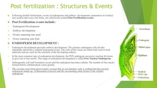Post fertilization : Structures & Events
 Following double fertilization, events of endosperms and embryo development, maturation of ovule(s)
into seed(s) and ovary into fruits, are collectively termed Post Fertilization events.
 Post Fertilization events include:
I. Endosperm Development
II. Embryo development
III. Ovules maturing into seed
IV. Ovary maturing into fruit
 ENDOSPERM DEVELOPMENT :
 Endosperm development precedes embryo development. The primary endosperm cells divides
repeatedly and forms a triploid endosperm tissue. The cells of this tissue are filled with reserve food
materials and are used for the nutrition of the developing embryo.
 In the most common type of endosperm development, the PEN undergoes successive nuclear divisions
to give rise to free nuclei. This stage of endosperm development is called Free Nuclear Endosperm.
 Subsequently cell wall formation occurs and the endosperm becomes cellular. The number of free nuclei
formed before cellularisation varies greatly.
 The coconut water from green tender coconut that we are familiar with, is nothing but free nuclear
endosperm (made up of thousands of nuclei) and the surrounding white kernel is the cellular
endosperm.
 