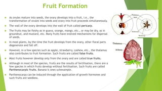 Fruit Formation
 As ovules mature into seeds, the ovary develops into a fruit, i.e., the
transformation of ovules into seeds and ovary into fruit proceeds simultaneously.
 The wall of the ovary develops into the wall of fruit called pericarp.
 The fruits may be fleshy as in guava, orange, mango, etc., or may be dry, as in
groundnut, and mustard, etc. Many fruits have evolved mechanisms for dispersal
of seeds.
 In most plants, by the time the fruit develops from the ovary, other floral parts
degenerate and fall off.
 However, in a few species such as apple, strawberry, cashew, etc., the thalamus
also contributes to fruit formation. Such fruits are called false fruits.
 Most fruits however develop only from the ovary and are called true fruits.
 Although in most of the species, fruits are the results of fertilisation, there are a
few species in which fruits develop without fertilisation. Such fruits are called
Parthenocarpic fruits. Banana is ones uchexample.
 Parthenocarpy can be induced through the application of growth hormones and
such fruits are seedless.
 