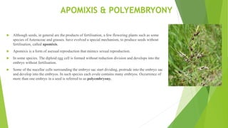 APOMIXIS & POLYEMBRYONY
 Although seeds, in general are the products of fertilisation, a few flowering plants such as some
species of Asteraceae and grasses. have evolved a special mechanism, to produce seeds without
fertilisation, called apomixis.
 Apomixis is a form of asexual reproduction that mimics sexual reproduction.
 In some species. The diploid egg cell is formed without reduction division and develops into the
embryo without fertilisation.
 Some of the nucellar cells surrounding the embryo sac start dividing, protrude into the embryo sac
and develop into the embryos. In such species each ovule contains many embryos. Occurrence of
more than one embryo in a seed is referred to as polyembryony.
 