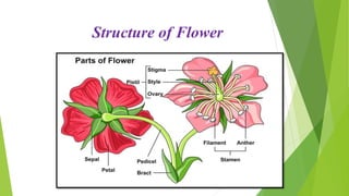 Structure of Flower
 