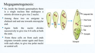 Megagametogenesis:
• So, inside the female gametophyte there
is a single nucleus that undergoes a
mitotic division to give rise 2 nuclei.
• Among these two on emigrate to
chalazal end and one towards micropylar
end.
• Again both the nuclei divides
successively to give rise 4-4 cells at both
the ends.
• From these cells on from each ends
migrates towards center again and fuses
with each other, to give rise polar nuclei
or central cell.
 