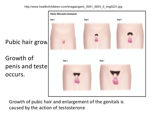 Age Of Penis Growth 83