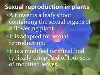 Sexual reproduction in plants
A flower is a leafy shoot
containing the sexual organs of
a flowering plant.
It is adapted for sexual
reproduction.
It is a modified terminal bud
typically composed of four sets
of modified leaves.
 