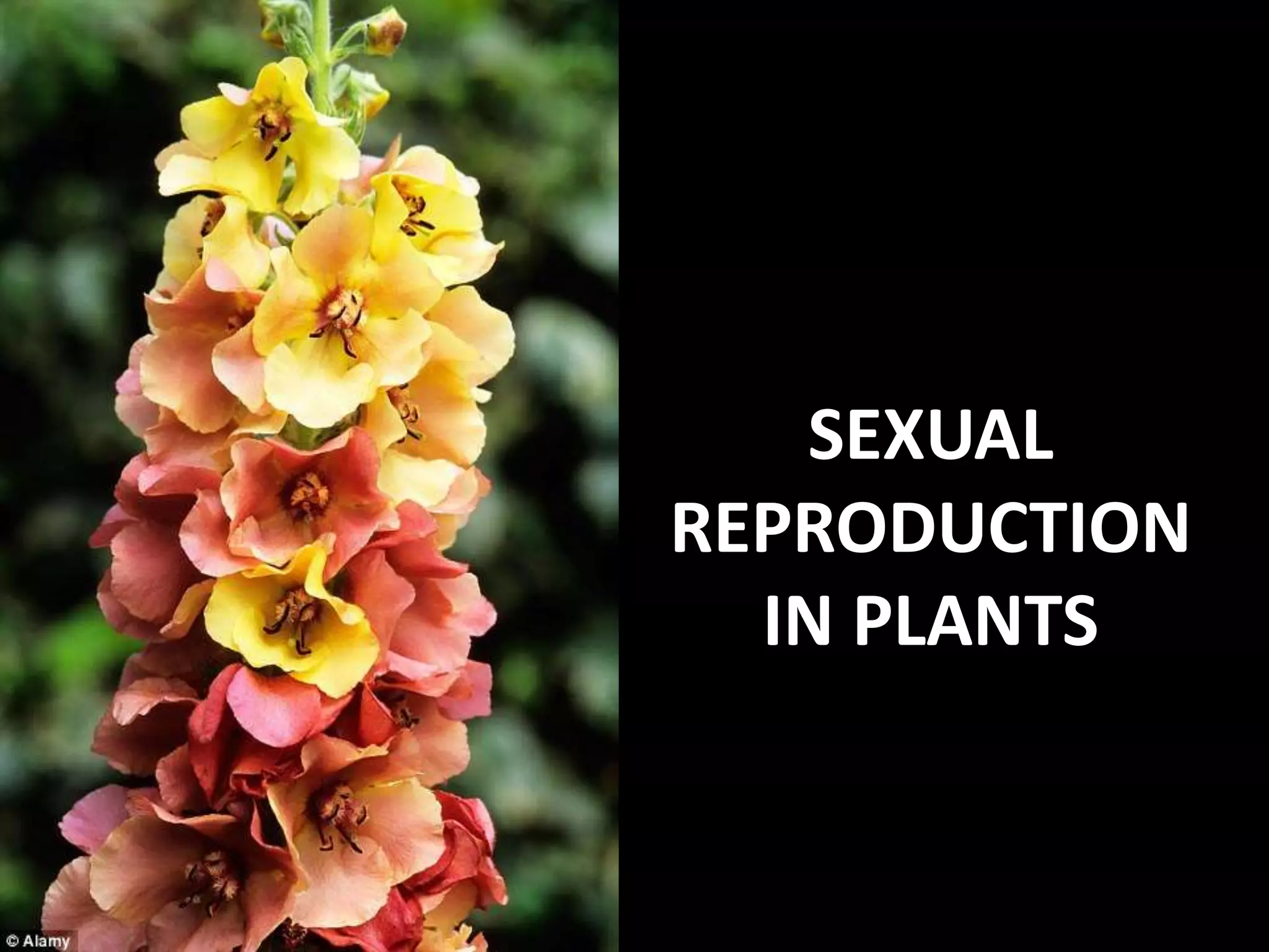 Sexual reproduction in plants PPT