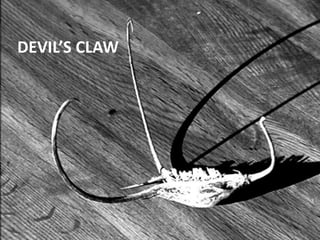 Devil Claw Function Sexual reproduction in plants | PPTX