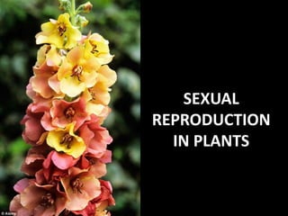 SEXUAL
REPRODUCTION
IN PLANTS
 