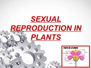 SEXUAL
REPRODUCTION IN
PLANTS
 