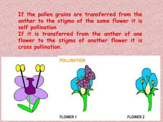 SEXUAL REPRODUCTION IN PLANTS.ppt