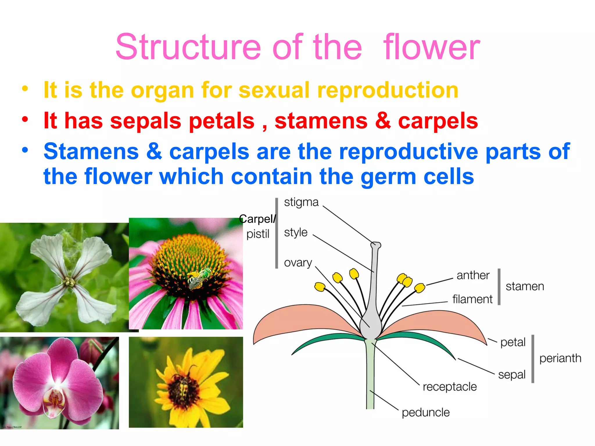 Sexual reproduction in plants ppt | PPT