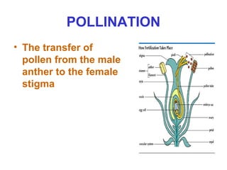 Sexual reproduction in plants ppt | PPT