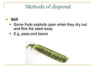 Peas Exploding Sexual reproduction in plants | PPT