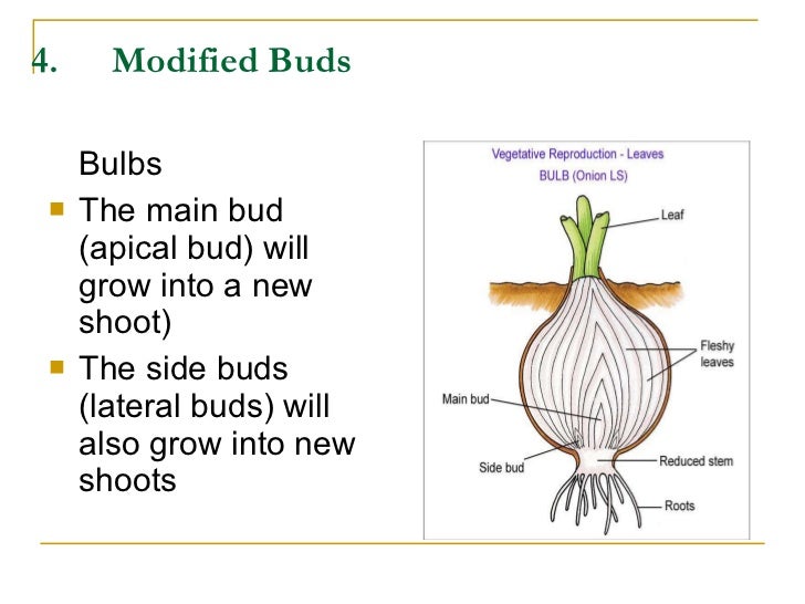 Sexual reproduction in plants