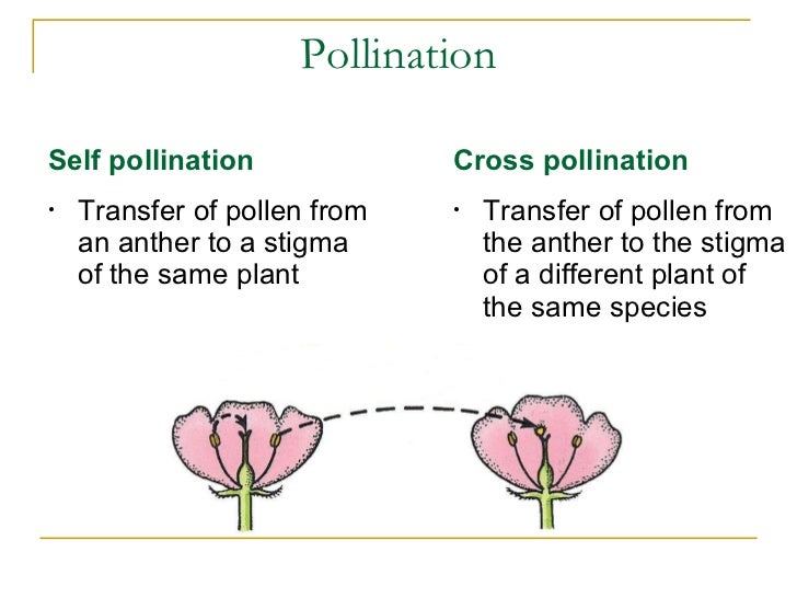 Pollination Definition
