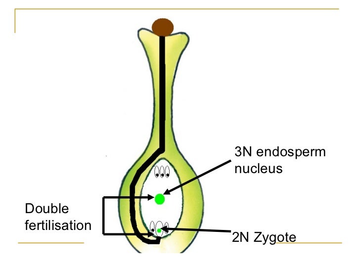 Sexual reproduction in plants