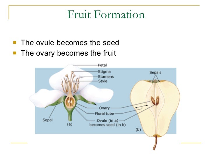 Sexual reproduction in plants