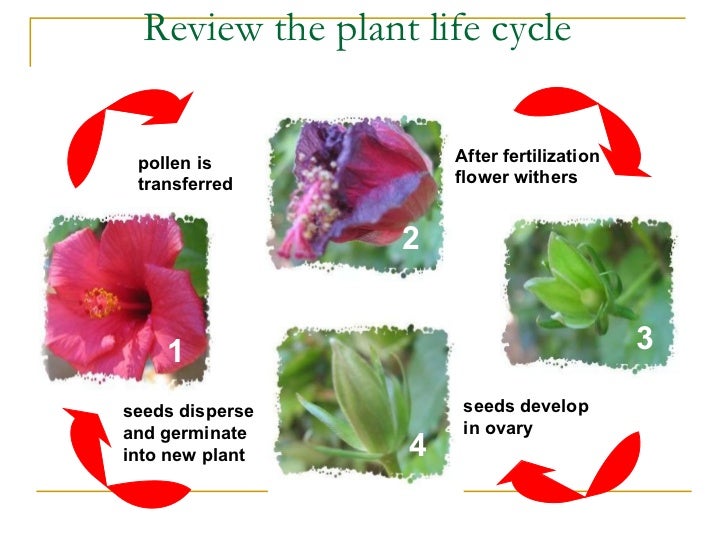 Sexual reproduction in plants