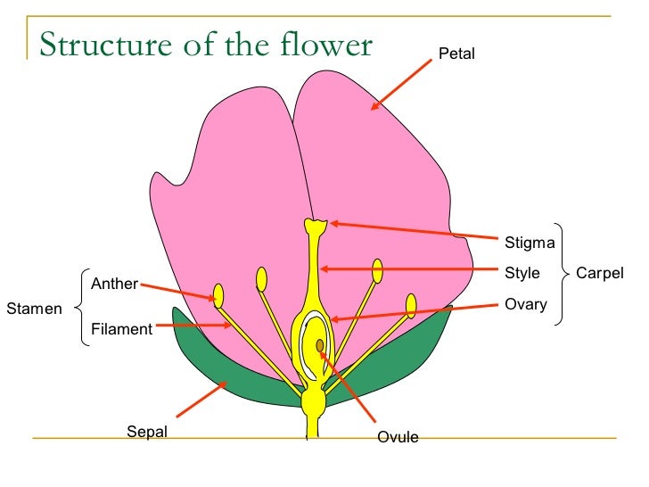 Filament definition plant information