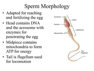 Sperm Morphology
• Adapted for reaching
and fertilizing the egg
• Head contains DNA
and the acrosome with
enzymes for
penetrating the egg
• Midpiece contains
mitochondria to form
ATP for energy
• Tail is flagellum used
for locomotion
 