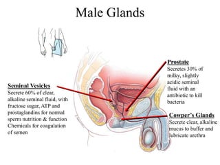 Male Glands
Seminal Vesicles
Secrete 60% of clear,
alkaline seminal fluid, with
fructose sugar, ATP and
prostaglandins for normal
sperm nutrition & function
Chemicals for coagulation
of semen
Prostate
Secretes 30% of
milky, slightly
acidic seminal
fluid with an
antibiotic to kill
bacteria
Cowper’s Glands
Secrete clear, alkaline
mucus to buffer and
lubricate urethra
 