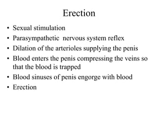 Erection
• Sexual stimulation
• Parasympathetic nervous system reflex
• Dilation of the arterioles supplying the penis
• Blood enters the penis compressing the veins so
that the blood is trapped
• Blood sinuses of penis engorge with blood
• Erection
 