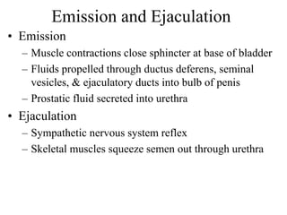 Emission and Ejaculation
• Emission
– Muscle contractions close sphincter at base of bladder
– Fluids propelled through ductus deferens, seminal
vesicles, & ejaculatory ducts into bulb of penis
– Prostatic fluid secreted into urethra
• Ejaculation
– Sympathetic nervous system reflex
– Skeletal muscles squeeze semen out through urethra
 