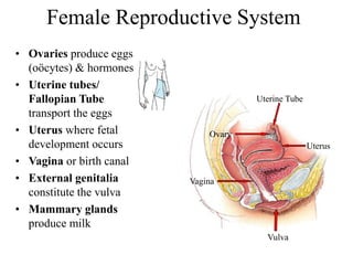 Female Reproductive System
• Ovaries produce eggs
(oöcytes) & hormones
• Uterine tubes/
Fallopian Tube
transport the eggs
• Uterus where fetal
development occurs
• Vagina or birth canal
• External genitalia
constitute the vulva
• Mammary glands
produce milk
OvaryOvary
Uterine Tube
Uterus
Vagina
Vulva
 