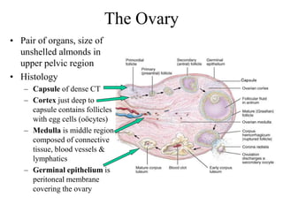 The Ovary
• Pair of organs, size of
unshelled almonds in
upper pelvic region
• Histology
– Capsule of dense CT
– Cortex just deep to
capsule contains follicles
with egg cells (oöcytes)
– Medulla is middle region
composed of connective
tissue, blood vessels &
lymphatics
– Germinal epithelium is
peritoneal membrane
covering the ovary
CapsuleCapsule
 