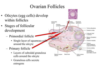 Ovarian Follicles
• Oöcytes (egg cells) develop
within follicles
• Stages of follicular
development
– Primordial follicle
• Single layer of squamous cells
around the oöcyte
– Primary follicle
• Layers of cuboidal granulosa
cells around the oöcyte
• Granulosa cells secrete
estrogens
 