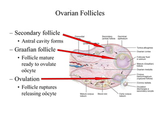 Ovarian Follicles
– Secondary follicle
• Antral cavity forms
– Graafian follicle
• Follicle mature
ready to ovulate
oöcyte
– Ovulation
• Follicle ruptures
releasing oöcyte
 