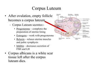 Corpus Luteum
• After ovulation, empty follicle
becomes a corpus luteum
– Corpus Luteum secretes:-
• Progesterone – completes the
preparation of uterine lining
• Estrogens – work with progesterone
• Relaxin – relaxes uterine muscles
and pubic symphysis
• Inhibin – decreases secretion of
FSH and LH
• Corpus albicans is a white scar
tissue left after the corpus
luteum dies.
 