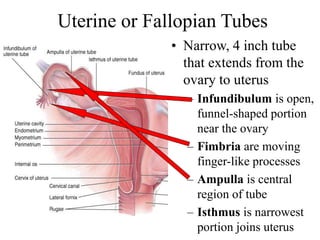 Uterine or Fallopian Tubes
• Narrow, 4 inch tube
that extends from the
ovary to uterus
– Infundibulum is open,
funnel-shaped portion
near the ovary
– Fimbria are moving
finger-like processes
– Ampulla is central
region of tube
– Isthmus is narrowest
portion joins uterus
 
