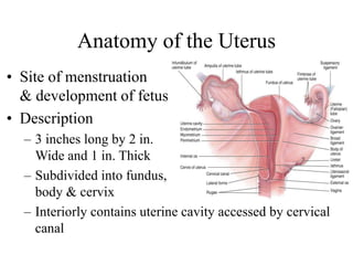Anatomy of the Uterus
• Site of menstruation
& development of fetus
• Description
– 3 inches long by 2 in.
Wide and 1 in. Thick
– Subdivided into fundus,
body & cervix
– Interiorly contains uterine cavity accessed by cervical
canal
 
