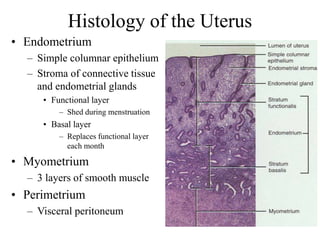 Histology of the Uterus
• Endometrium
– Simple columnar epithelium
– Stroma of connective tissue
and endometrial glands
• Functional layer
– Shed during menstruation
• Basal layer
– Replaces functional layer
each month
• Myometrium
– 3 layers of smooth muscle
• Perimetrium
– Visceral peritoneum
 