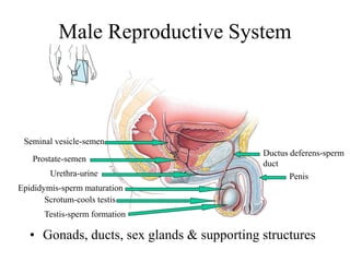 Male Reproductive System
• Gonads, ducts, sex glands & supporting structures
Penis
Ductus deferens-sperm
duct
Testis-sperm formation
Epididymis-sperm maturation
Scrotum-cools testis
Prostate-semen
Seminal vesicle-semen
Urethra-urine
 