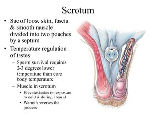 Scrotum
• Sac of loose skin, fascia
& smooth muscle
divided into two pouches
by a septum
• Temperature regulation
of testes
– Sperm survival requires
2-3 degrees lower
temperature than core
body temperature
– Muscle in scrotum
• Elevates testes on exposure
to cold & during arousal
• Warmth reverses the
process
 