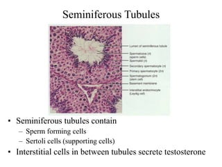 Seminiferous Tubules
• Seminiferous tubules contain
– Sperm forming cells
– Sertoli cells (supporting cells)
• Interstitial cells in between tubules secrete testosterone
 