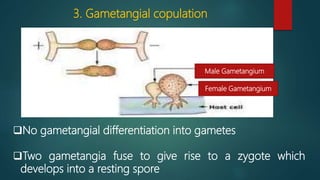 Sexual reproduction in Fungi | PPTX