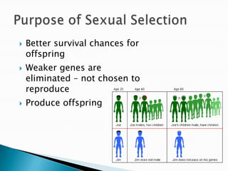 Better survival chances for offspringWeaker genes are eliminated – not chosen to reproduceProduce offspringPurpose of Sexual Selection