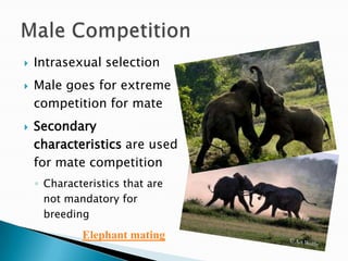 Intrasexual selectionMale goes for extreme competition for mateSecondary characteristics are used for mate competitionCharacteristics that are not mandatory for breedingMale CompetitionElephant mating
