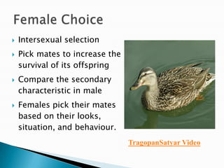 Intersexual selectionPick mates to increase the survival of its offspringCompare the secondary characteristic in maleFemales pick their mates based on their looks, situation, and behaviour.Female ChoiceTragopanSatyar Video