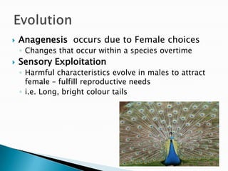 Anagenesis  occurs due to Female choicesChanges that occur within a species overtimeSensory ExploitationHarmful characteristics evolve in males to attract female – fulfill reproductive needsi.e. Long, bright colour tailsEvolution