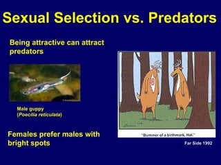 Sexual Selection vs. Predators
 Being attractive can attract
 predators




   Male guppy
   (Poecilia reticulata)



Females prefer males with
bright spots                    Far Side 1992
 