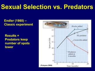 Sexual Selection vs. Predators

 Endler (1980) –
 Classic experiment


 Results =
 Predators keep
 number of spots
 lower




                      (Futuyma 2004)
 