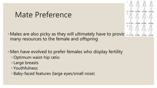 Mate Preference
◦ Males are also picky as they will ultimately have to provide
many resources to the female and offspring
◦ Men have evolved to prefer females who display fertility
◦ Optimum waist-hip ratio
◦ Large breasts
◦ Youthfulness
◦ Baby-faced features (large eyes/small nose)
 
