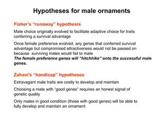 Hypotheses for male ornaments
Fisher‟s “runaway” hypothesis
Mate choice originally evolved to facilitate adaptive choice for traits
conferring a survival advantage
Once female preference evolved, any genes that conferred survival
advantage but compromised attractiveness would not be passed on
because surviving males would fail to mate
The female preference genes will “hitchhike” onto the successful male
genes.
Zahavi‟s “handicap” hypotheses
Extravagant male traits are costly to develop and maintain
Choosing a mate with ―good genes‖ requires an honest signal of
genetic quality
Only males in good condition (those with good genes) will be able to
fully develop and maintain an ornament
 