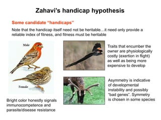 Zahavi‟s handicap hypothesis
Some candidate “handicaps”
Note that the handicap itself need not be heritable…it need only provide a
reliable index of fitness, and fitness must be heritable
Traits that encumber the
owner are physiologically
costly (exertion in flight)
as well as being more
expensive to develop
Bright color honestly signals
immunocompetence and
parasite/disease resistance
Asymmetry is indicative
of developmental
instability and possibly
―bad genes‖. Symmetry
is chosen in some species
 