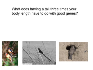 What does having a tail three times your
body length have to do with good genes?
 